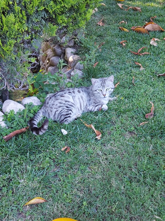 Gartenanlage Side Star Elegance