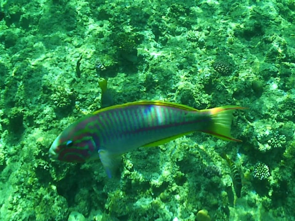 Sport & Freizeit Pickalbatros Royal Moderna Resort-Sharm El Sheikh