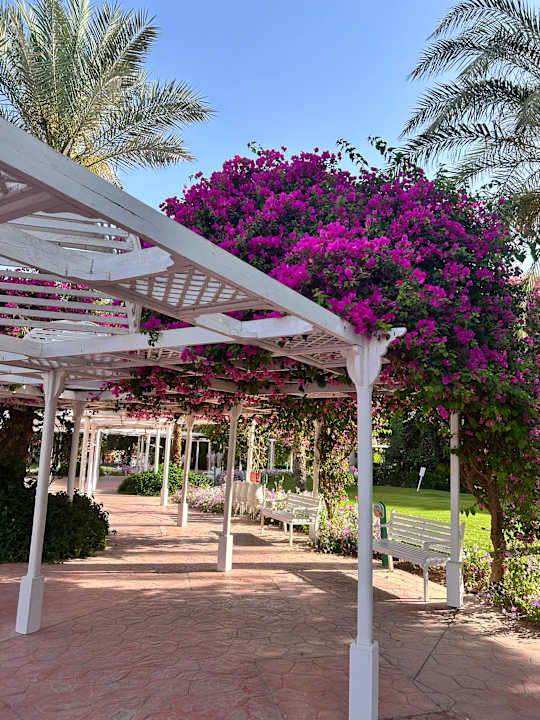 Gartenanlage Desert Rose