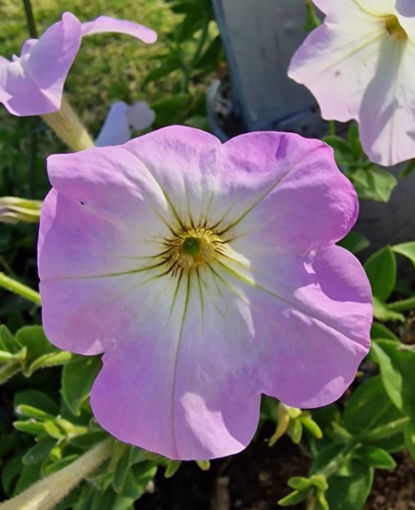 Gartenanlage Ghazala Gardens