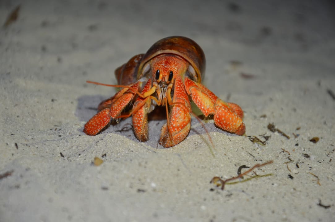 Strand Vilamendhoo Island Resort & Spa