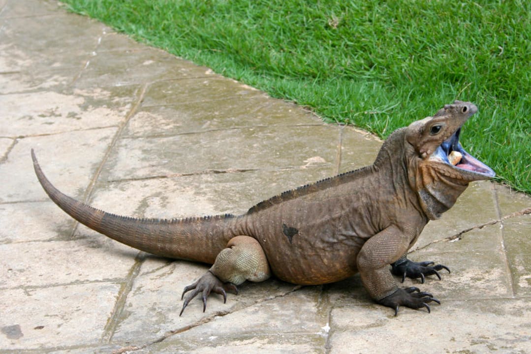 "Freilaufende HausEchse im Garten" Hotel Viva Wyndham Dominicus Beach