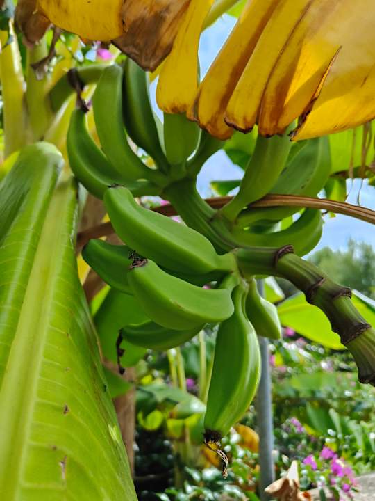 Sonstiges Lago Garden