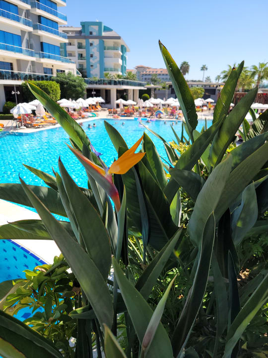 Pool Commodore Elite Suites & Spa - Adults only