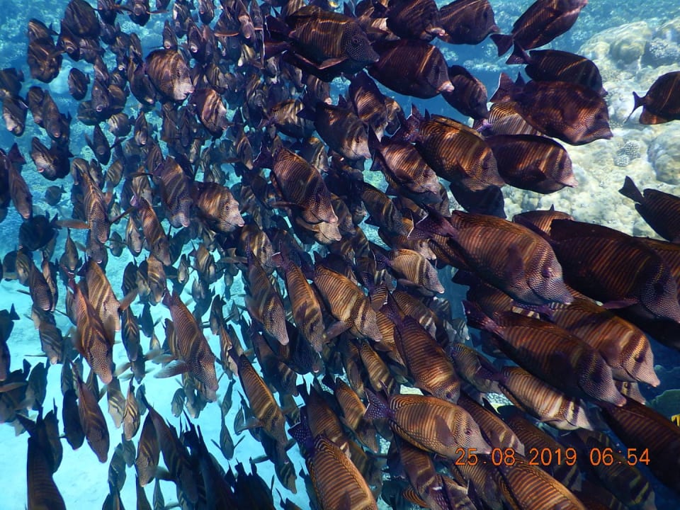 Strand Mövenpick Resort El Quseir