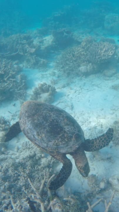 Schildkröte im Hausriff NH Collection Maldives Havodda Resort