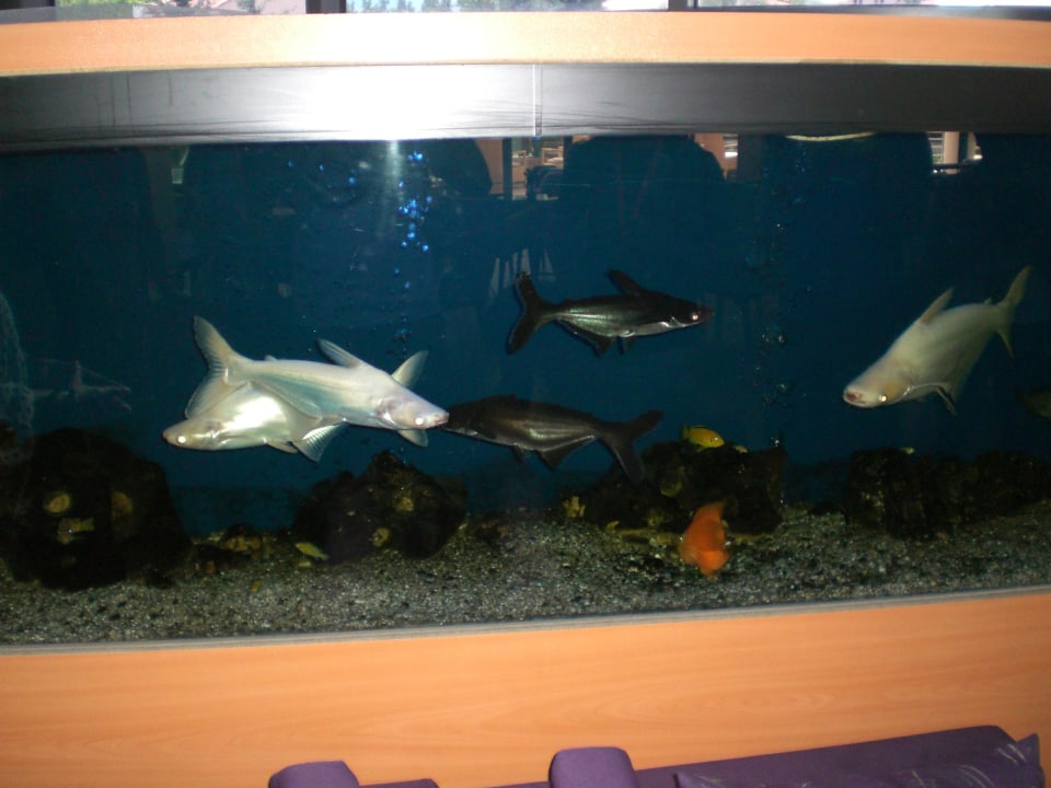 Akwarium Limak Limra Hotel & Resort