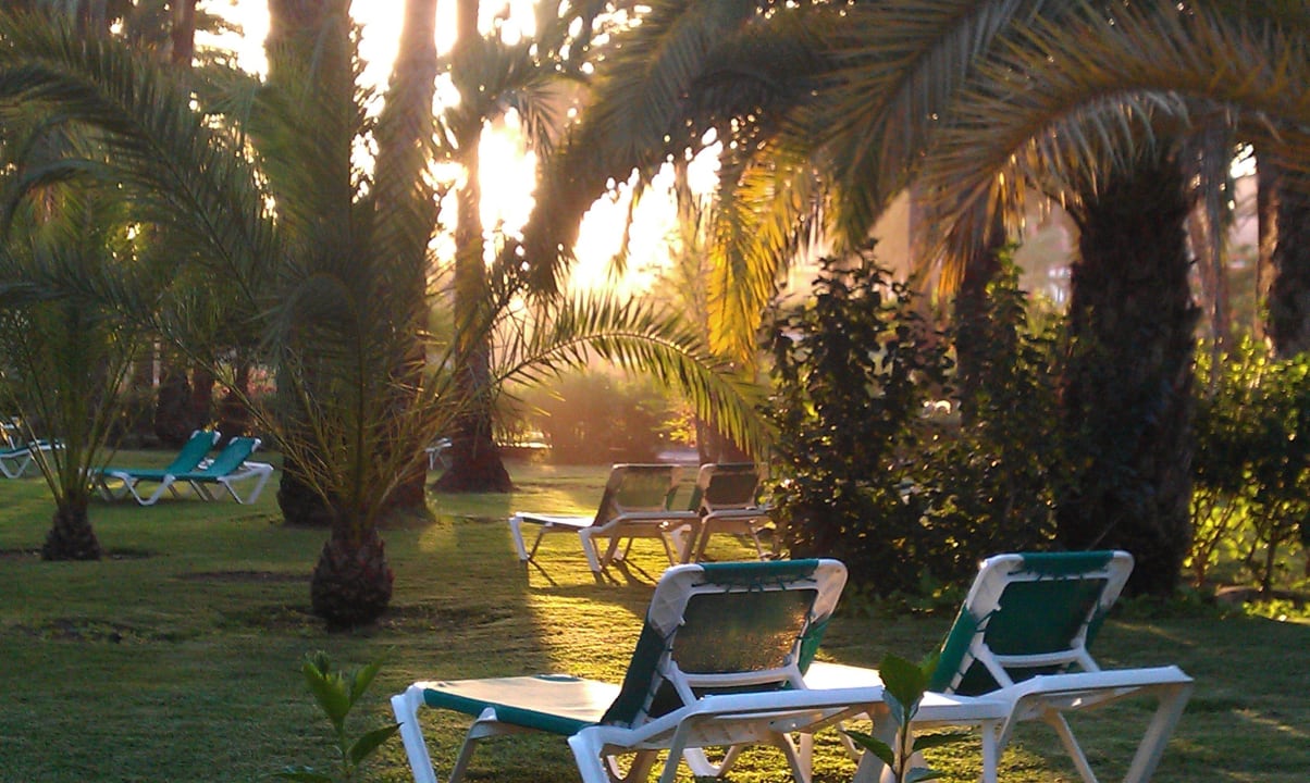 Liegen unter anderem im Palmengarten Hotel Riu Palace Oasis