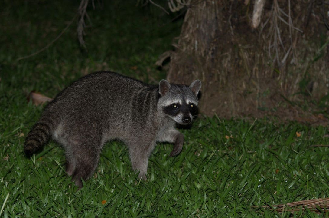 Waschbär Hotel & Club Punta Leona