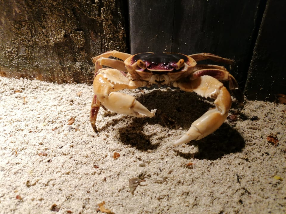 Sonstiges NH Collection Maldives Havodda Resort