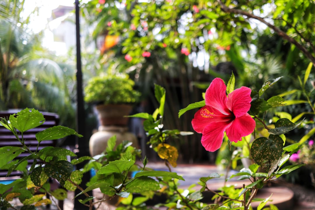 Gartenanlage Hotel Bentota Village