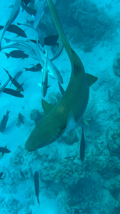 Sport & Freizeit Le Meridien Maldives Resort & Spa