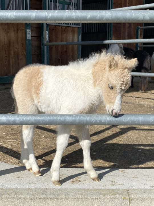 Sport & Freizeit Hotel Reiters Supreme