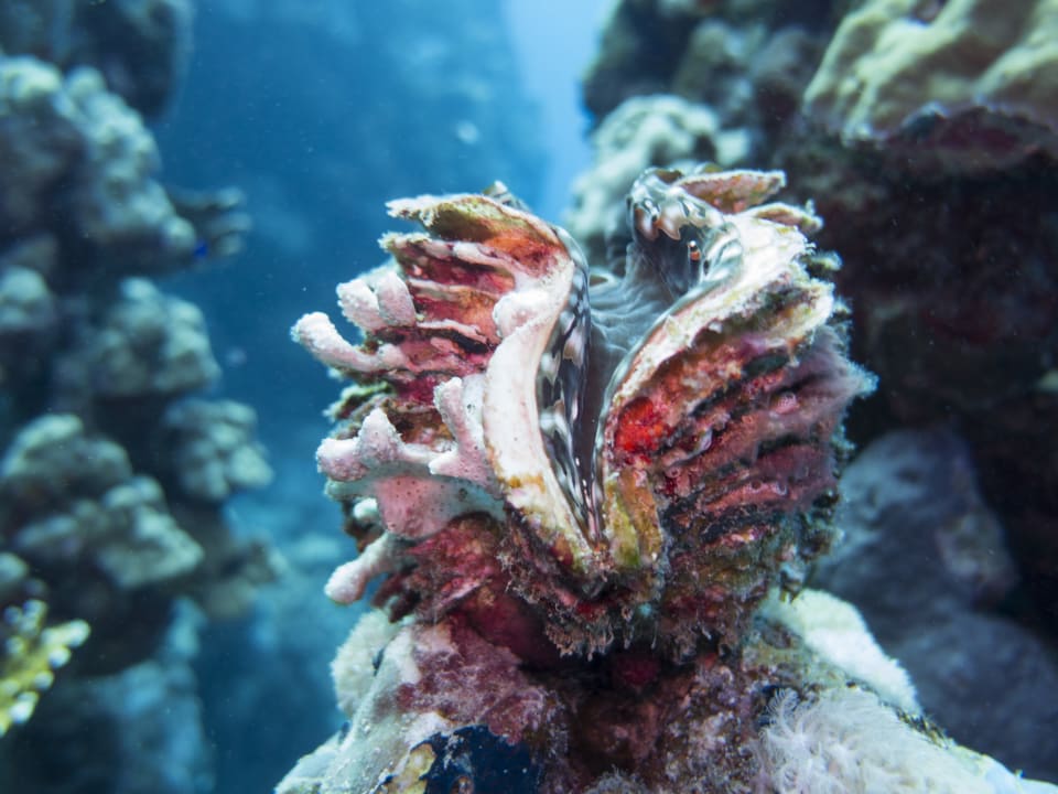 Sonstiges Mövenpick Resort El Quseir