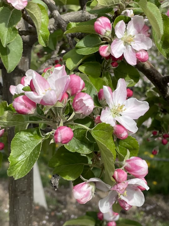 Ausblick Appartementhotel Siegi