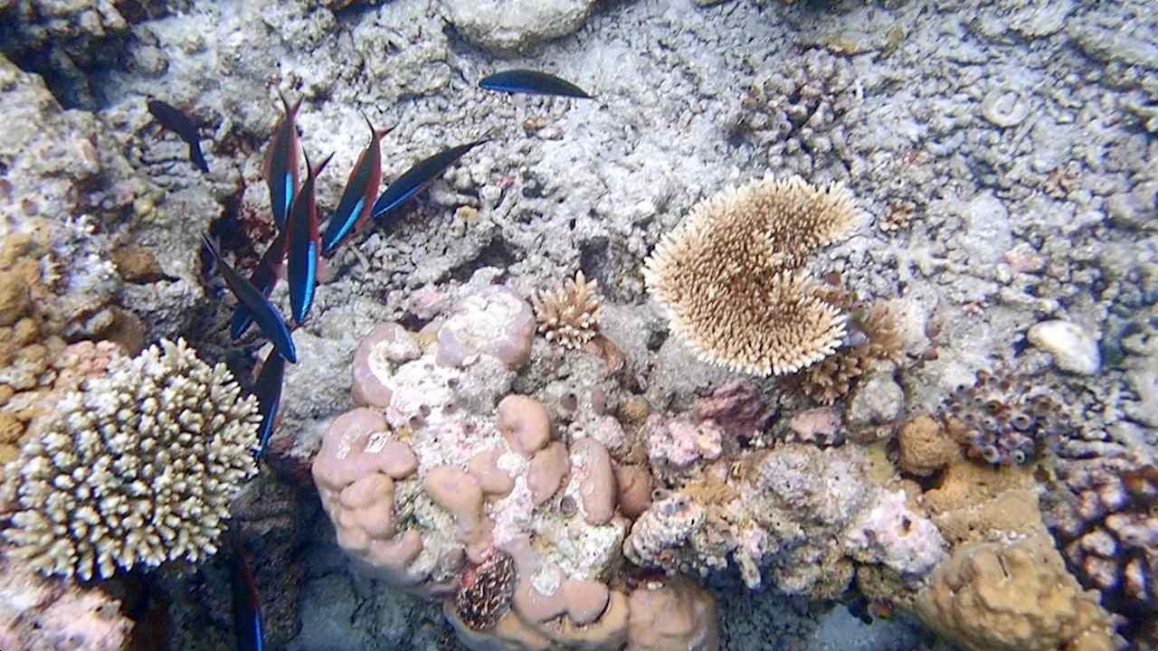 Sonstiges Vilamendhoo Island Resort & Spa