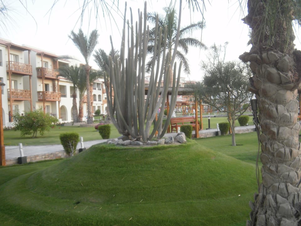 Palmen Pickalbatros Dana Beach Resort - Hurghada