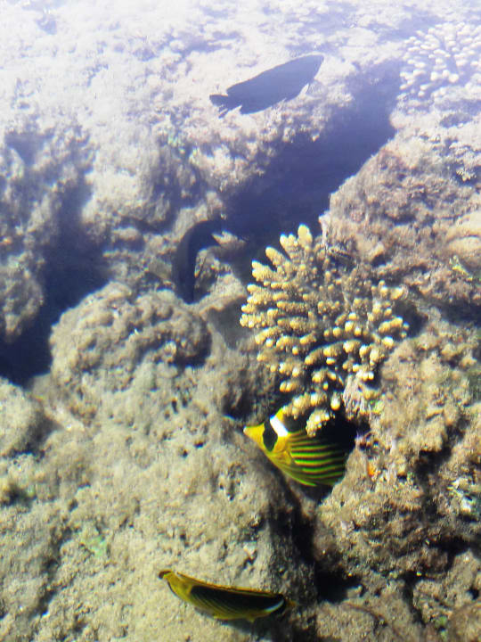 Unterwasserwelt am Strand Pickalbatros Alf Leila Wa Leila Resort - Neverland Hurghada