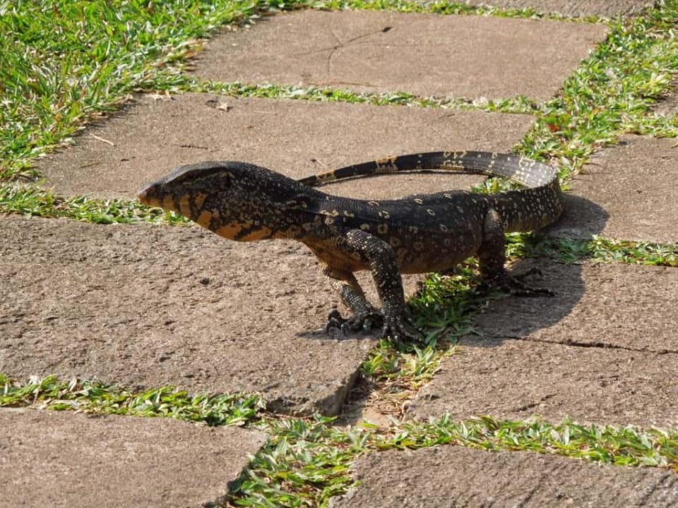 Waran Barberyn Sands Ayurveda Resort