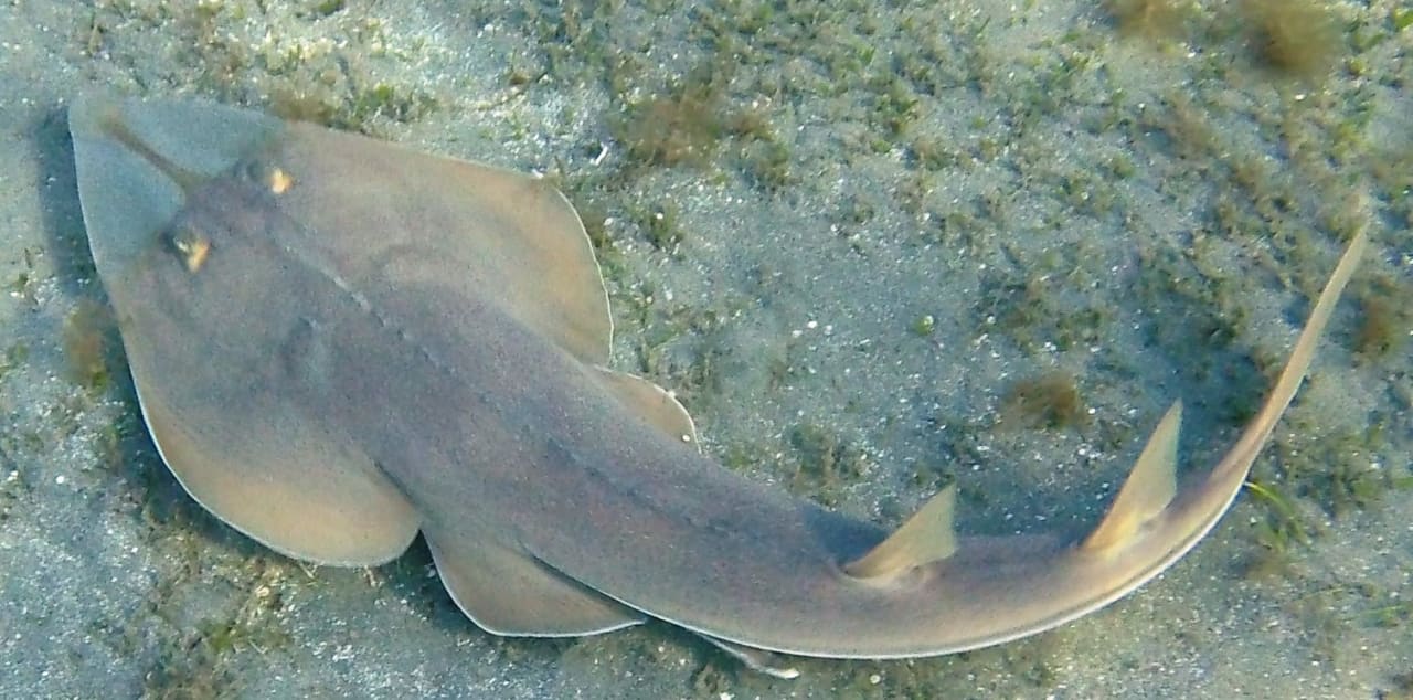 Strand Shams Alam Beach Resort