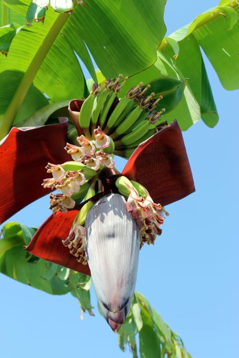 Garden Hotel Novum Garden Side