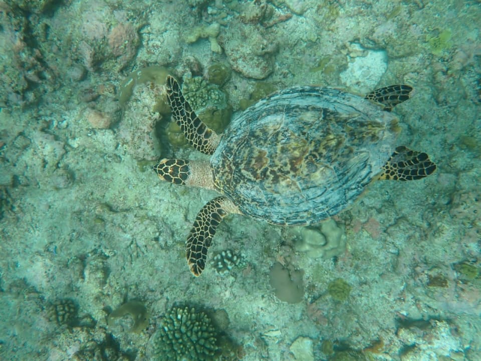 Sport & Freizeit Vilamendhoo Island Resort & Spa