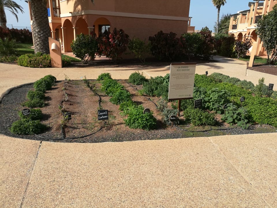 Gartenanlage Bakour Fuerteventura La Pared