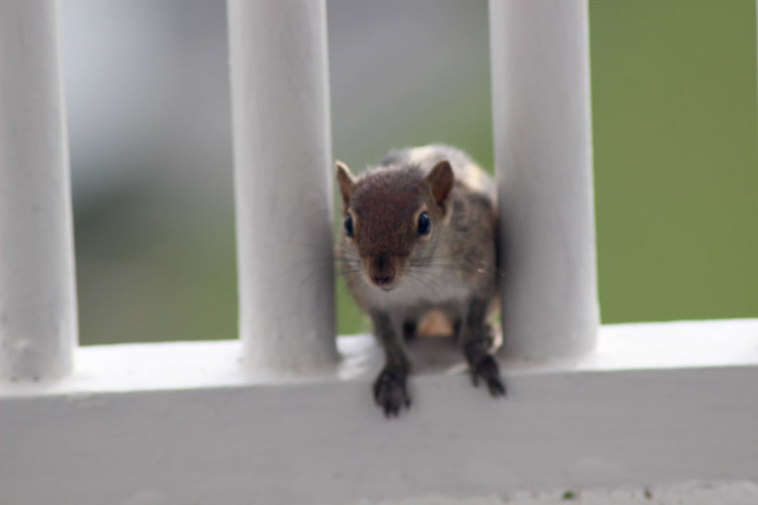 Kleine Besucher - Palmenhörnchen Taj Bentota Resort & Spa