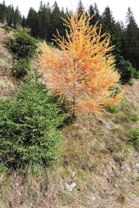 Herbstliche Impression Sonklarhof