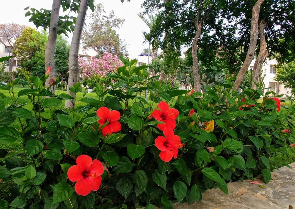 Gartenanlage Labranda Alantur Resort