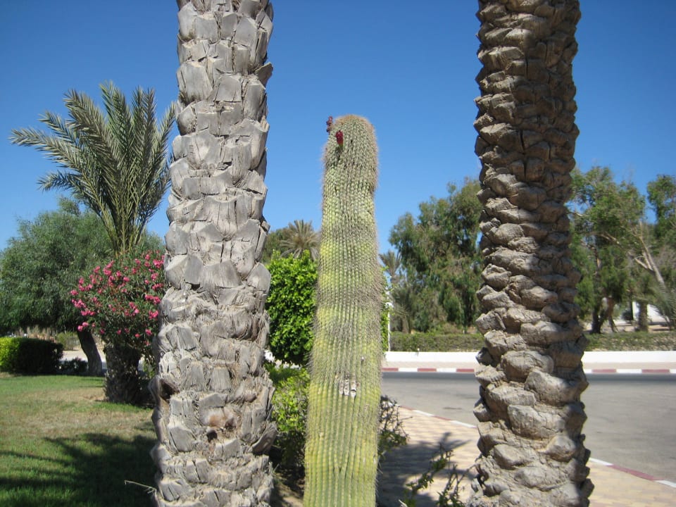 Kaktus Hotel El Mouradi Djerba Menzel