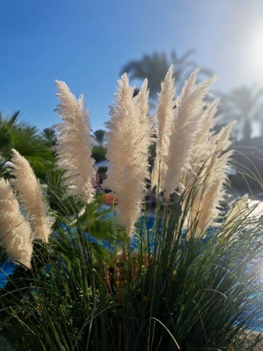 Gartenanlage Royal Wings Hotel