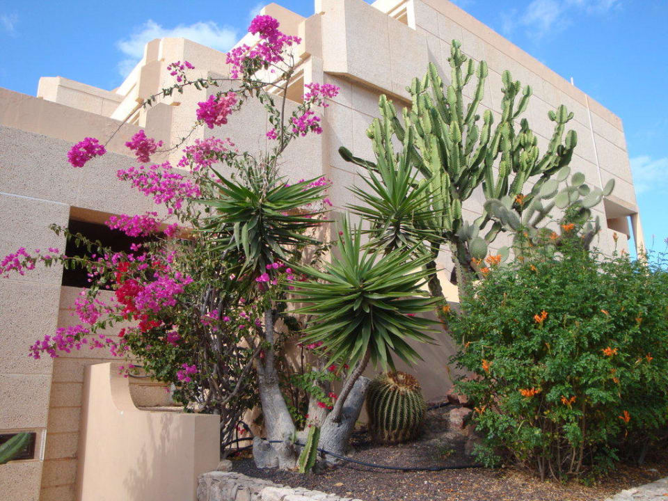 Überall Pflanzen und Blumen SBH Hotel Taro Beach