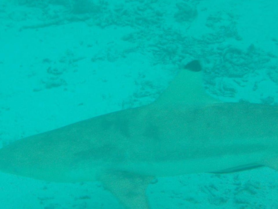 Unterwasser (Hai) Summer Island Maldives