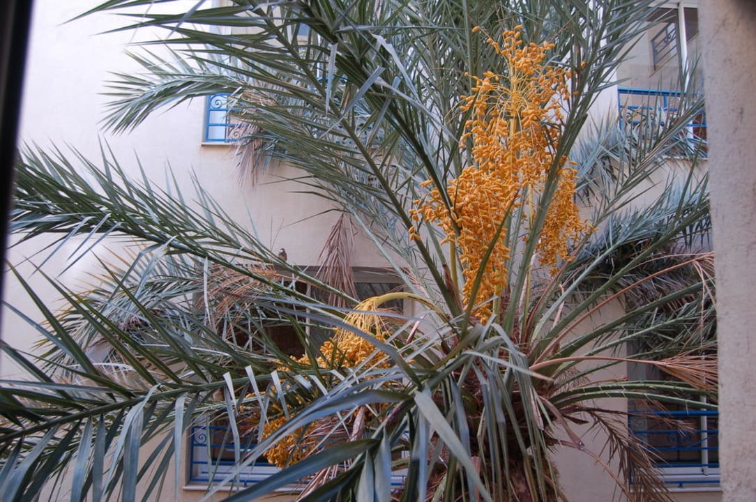 Palmier du jardin à l'intérieur de l'hotel Nour Palace Resort & Thalasso