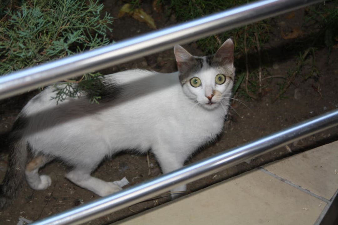 Hotelkatze Hotel Orfeus Park