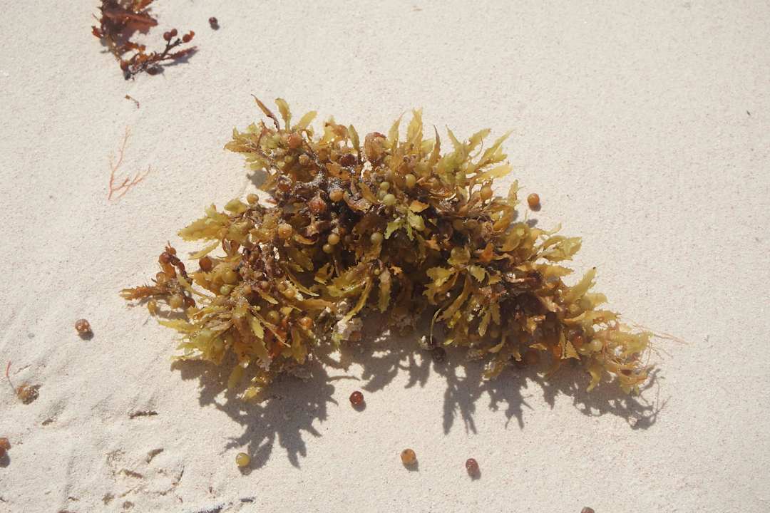 Seetang JOIA Paraiso by Iberostar