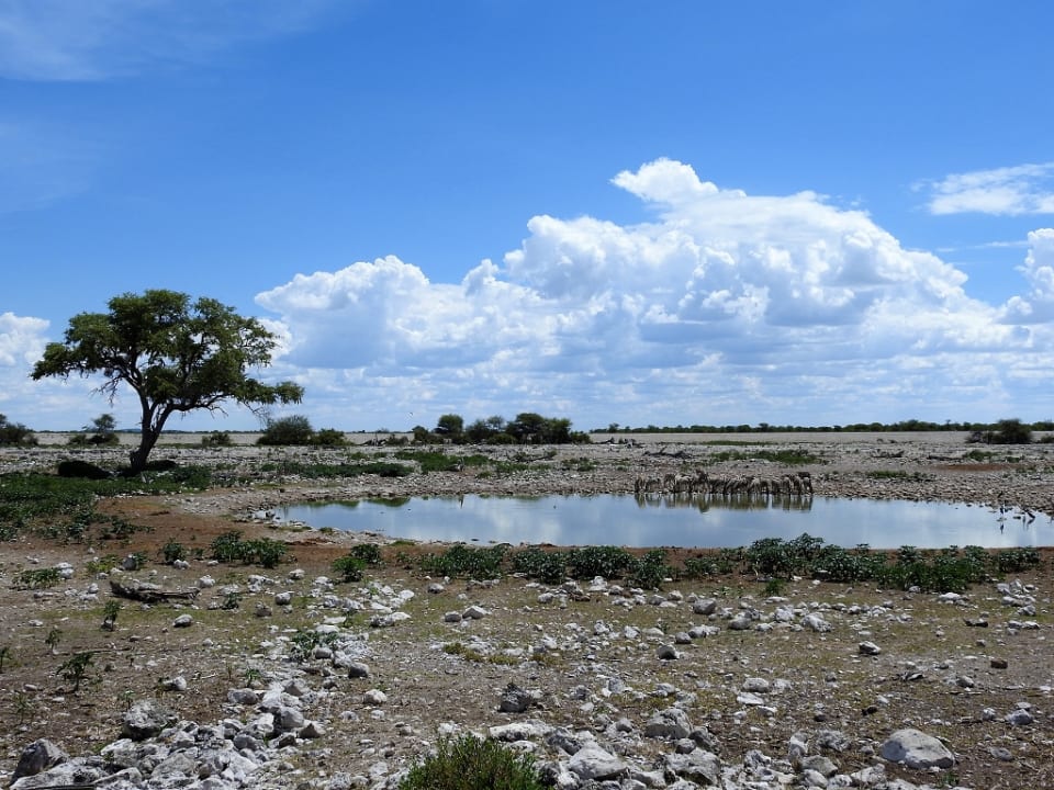 Gartenanlage Okaukuejo Camp