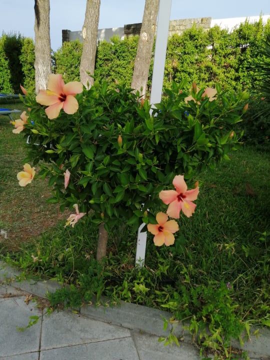 Gartenanlage Aldiana Club Rocca Nettuno Calabria