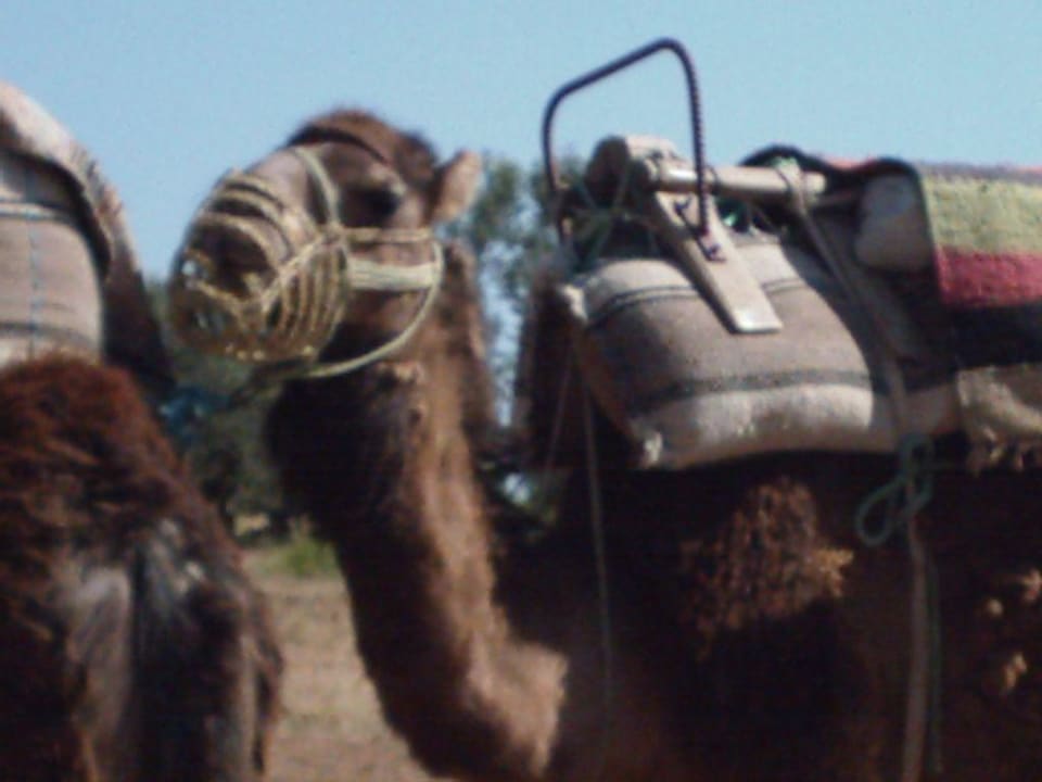 Kamelkarawane von Hasi-Mausi Hotel Marabout