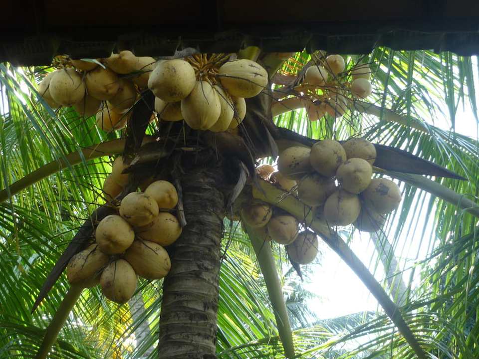 Unsere nächsten Kokusnüsse Hotel Candikusuma Beach Villas