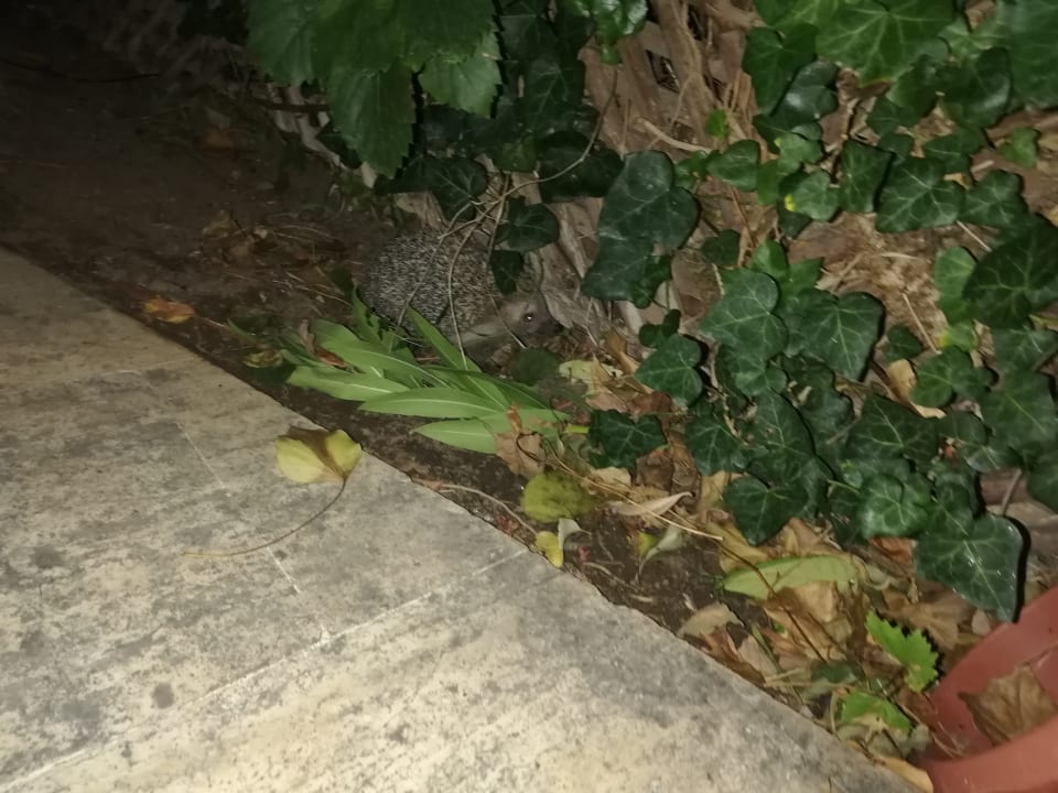 Gartenanlage Dogan Paradise Beach