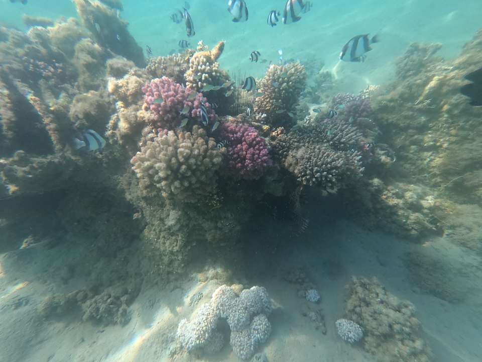 Strand Jaz Makadi Oasis Resort