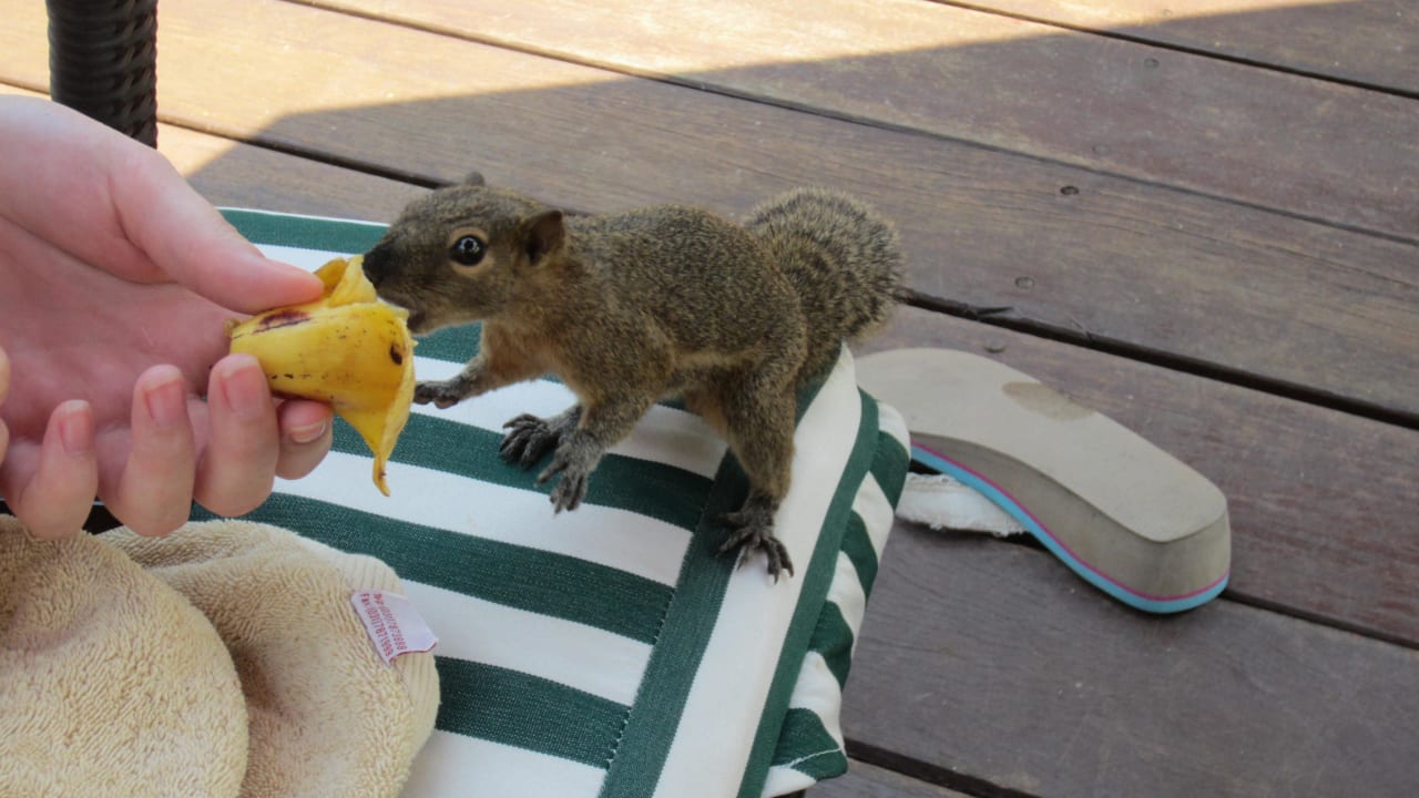 Zahme Eichhörnchen. Süß und frech.  The Laguna A Luxury Collection Resort & Spa