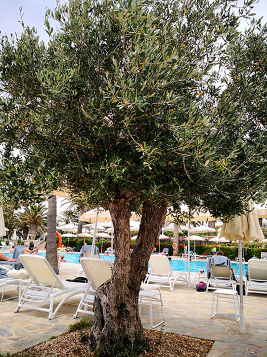 Pool Hotel Nissi Beach Resort