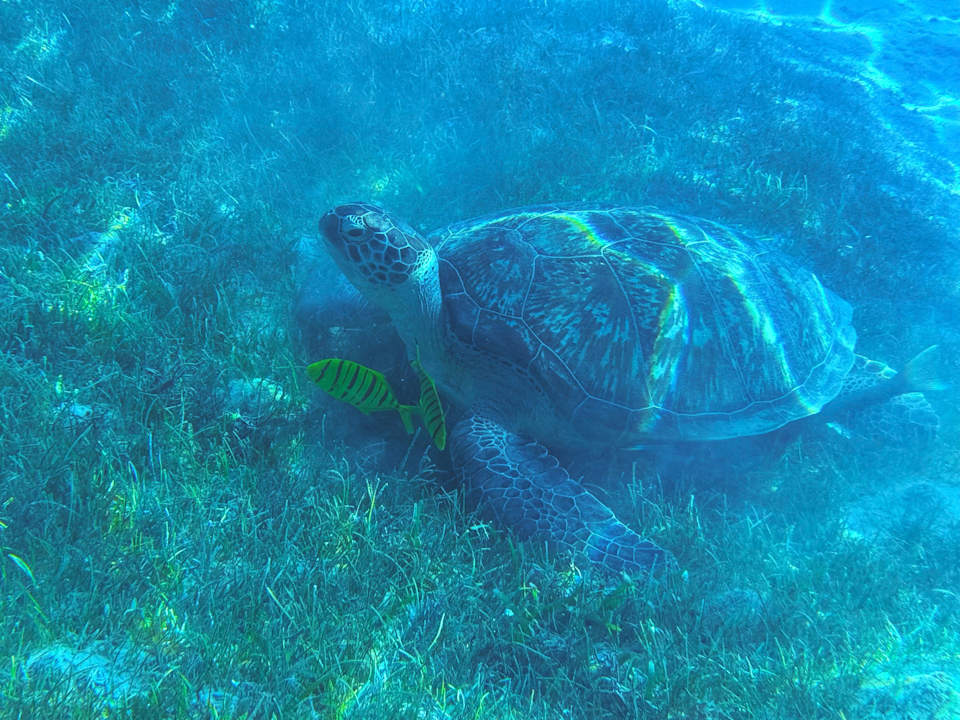 Strand Shams Safaga Resort