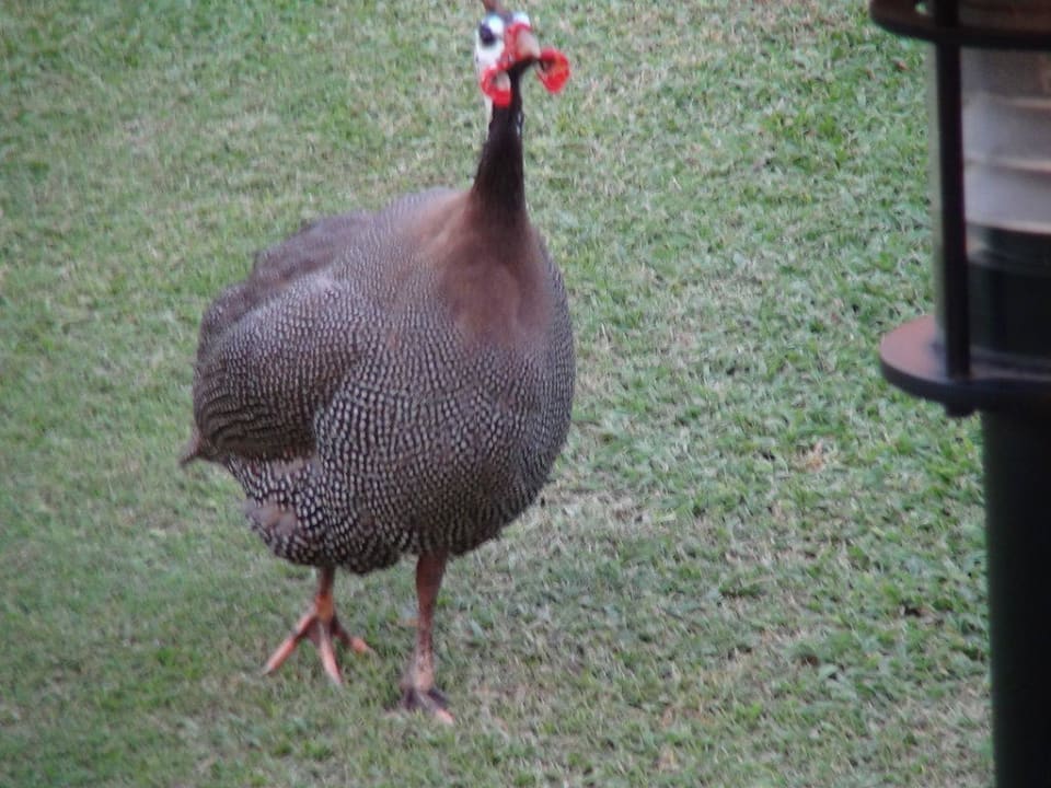 Gartenanlagenbewohner Le Royal Méridien Beach Resort & Spa Dubai