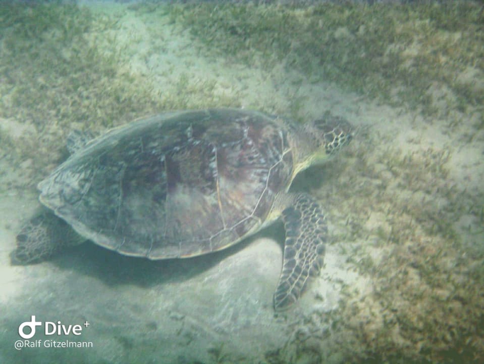 Strand Malikia Resort Abu Dabbab