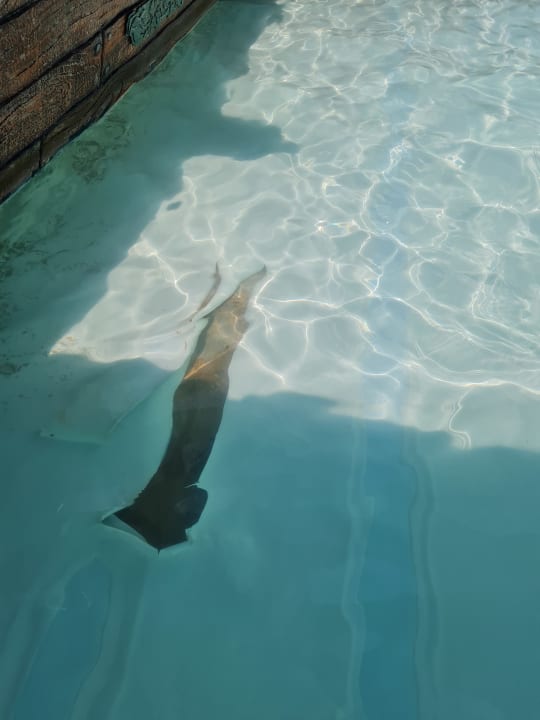 Pool Hotel Titanic Palace