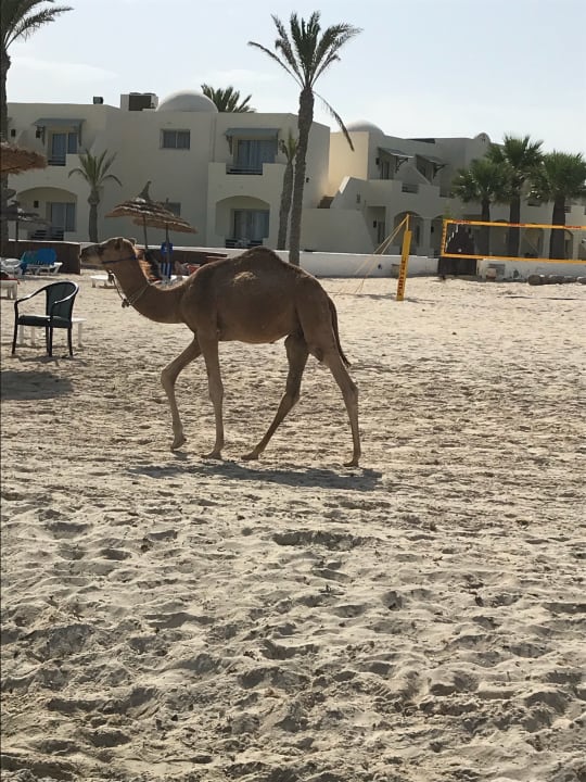 Sonstiges Calimera Yati Beach